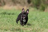 BOULEDOGUE FRANCAIS 579
